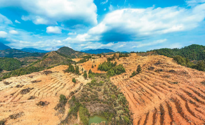 近年來(lái)，江西省撫州市南豐縣市山鎮(zhèn)竹源村因地制宜扶持當(dāng)?shù)剞r(nóng)戶利用荒山坡地種植油茶，使油茶成為山區(qū)群眾致富奔小康的綠色產(chǎn)業(yè)。圖為竹源村油茶種植區(qū)。 謝 東攝（人民視覺）